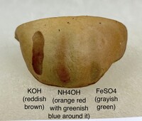 Aureoboletus innixus image