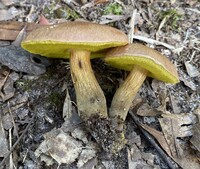 Image of Aureoboletus innixus