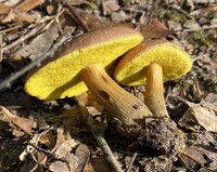 Aureoboletus innixus image