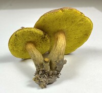 Aureoboletus innixus image