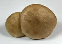 Aureoboletus innixus image