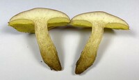 Aureoboletus innixus image