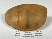 Aureoboletus innixus image