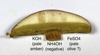 Aureoboletus innixus image