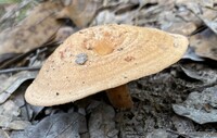 Lactarius peckii image