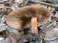 Lactarius peckii var. peckii image