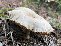 Lactarius subplinthogalus image