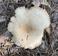 Lactarius subplinthogalus image