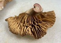 Lactarius subplinthogalus image