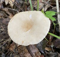 Lactarius subplinthogalus image