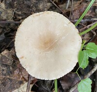 Lactarius subplinthogalus image