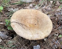 Image of Lactarius subpalustris