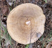 Lactarius subpalustris image