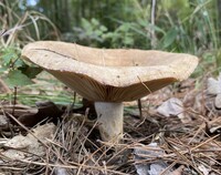 Lactarius subpalustris image