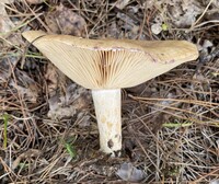 Lactarius subpalustris image