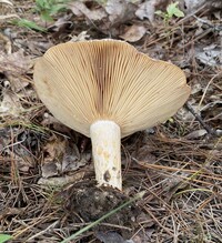 Lactarius subpalustris image