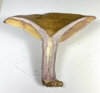 Lactarius subpalustris image