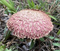 Boletellus ananas image