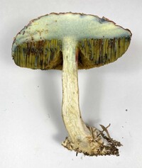 Boletellus ananas image