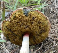 Boletellus ananas image