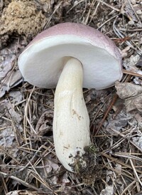 Tylopilus rubrobrunneus image