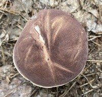 Tylopilus rubrobrunneus image