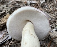 Tylopilus rubrobrunneus image