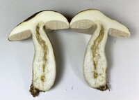 Tylopilus rubrobrunneus image