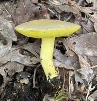 Retiboletus ornatipes image