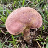 Boletus patrioticus image