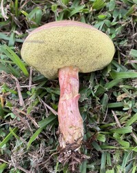 Boletus patrioticus image