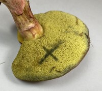 Boletus patrioticus image