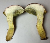 Boletus patrioticus image