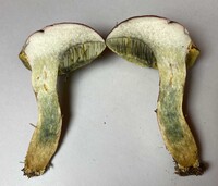 Boletus patrioticus image