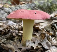 Boletus roodyi image