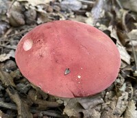 Boletus roodyi image