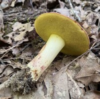 Boletus roodyi image