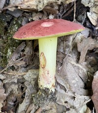 Boletus roodyi image