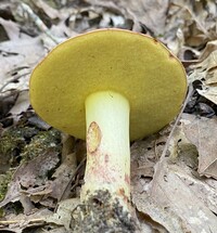 Boletus roodyi image