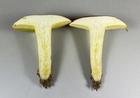 Boletus roodyi image