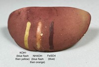 Boletus roodyi image