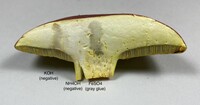 Boletus roodyi image