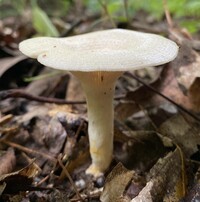 Lactarius maculatipes image