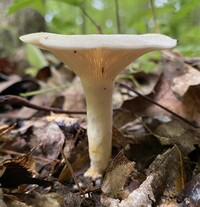 Lactarius maculatipes image