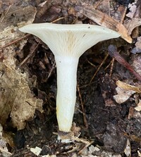 Lactarius maculatipes image