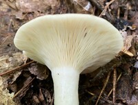 Lactarius maculatipes image