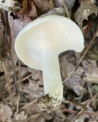 Lactarius piperatus image