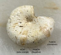 Lactarius piperatus image