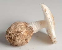 Amanita volvata image