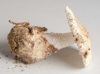 Amanita volvata image